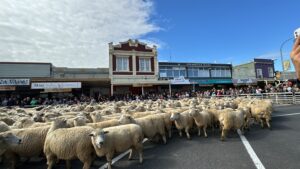 sheep muster,
壯觀羊群奔跑,
Running of the Sheep