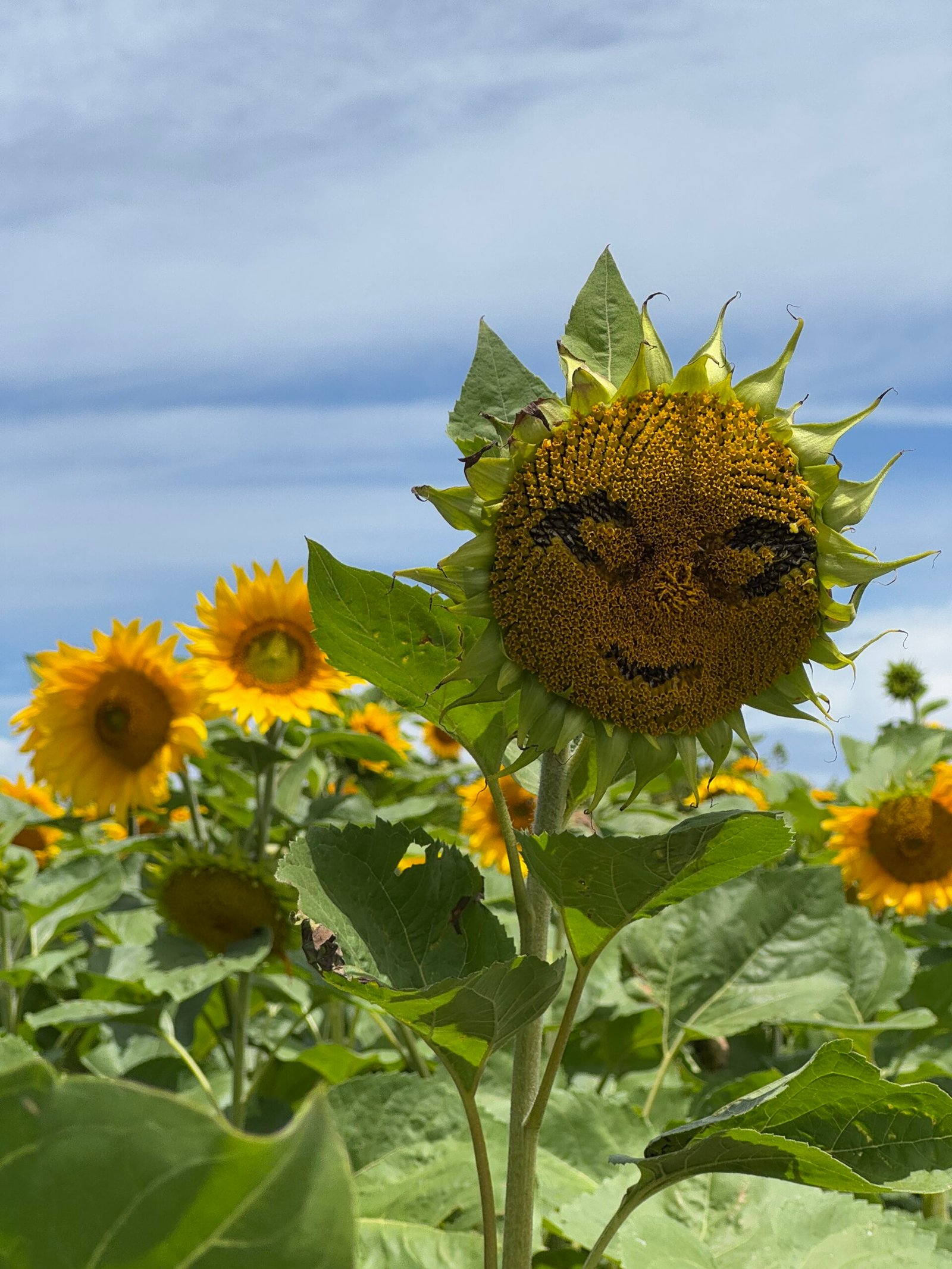 🌻 Franklin Farm 打卡必去景點｜奧克蘭期間限定向日葵田✨